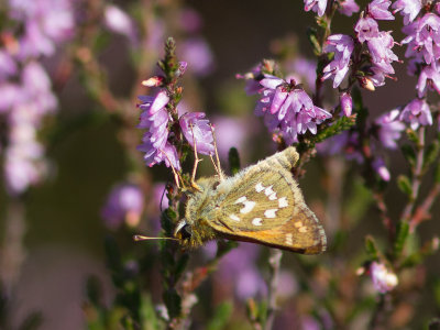 Komma vlinder / Silver-spotted Skipper / Hesperia comma