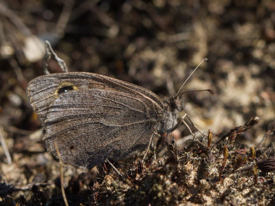 Kleine heivlinder / Tree Grayling / Hipparchia statilinus 