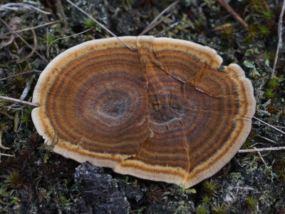 Coltricia perennis / Echte tolzwam / Tiger's Eye fungus