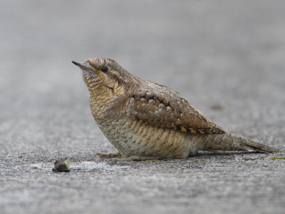Draaihals / Eurasian Wryneck / Jynx torquilla
