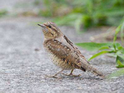 Draaihals / Eurasian Wryneck / Jynx torquilla