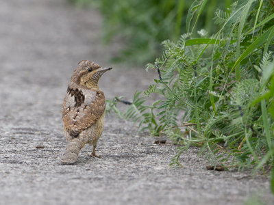Draaihals / Eurasian Wryneck / Jynx torquilla