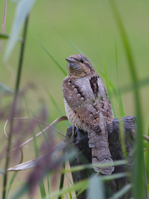 Draaihals / Eurasian Wryneck / Jynx torquilla