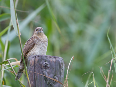 Draaihals / Eurasian Wryneck / Jynx torquilla
