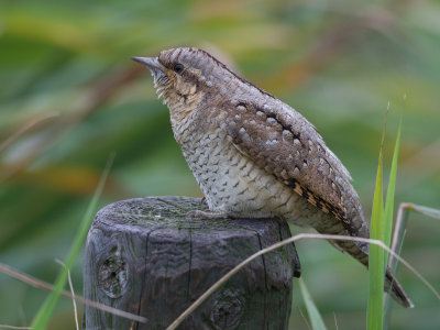 Draaihals / Eurasian Wryneck / Jynx torquilla