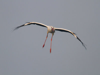 Ooievaar / White Stork / Ciconia ciconia 