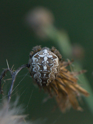 Kruisspin / European garden spider / Araneus diadematus