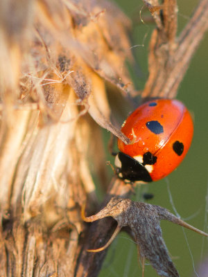 Vijfstippelig lieveheersbeestje / Fivespot ladybird / Coccinella quinquepunctata