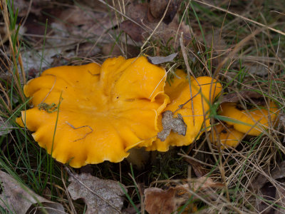 Cantharellus cibarius / Gewone hanenkam / Chanterelle
