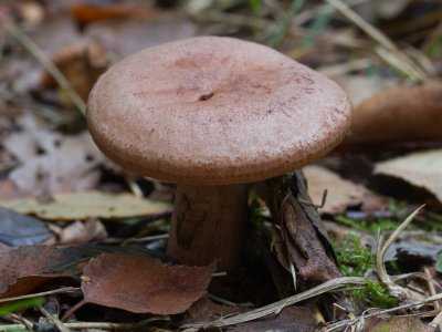 Lactarius quietus / Kaneelkleurige melkzwam / Oakbug Milkcap