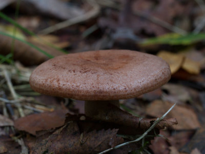 Lactarius quietus / Kaneelkleurige melkzwam / Oakbug Milkcap