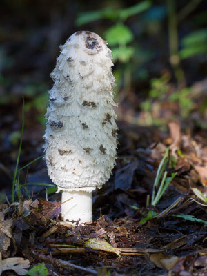 Coprinus comatus / Geschubde inktzwam / Shaggy Ink Cap