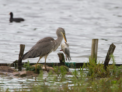Blauwe Reiger / Grey Heron / Ardea cinerea