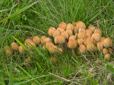 Coprinellus micaceus sl, incl. pallidissimus, truncorum / Glimmerinktzwam (s.l.)