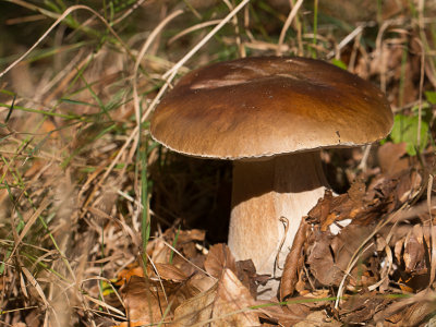 Boletus edulis / Gewoon eekhoorntjesbrood / Penny bun