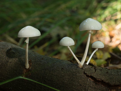 Oudemansiella mucida / Porseleinzwam / Porcelain Fungus