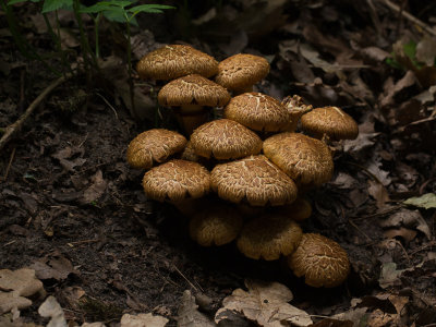 Gymnopilus junonius / Prachtvlamhoed / Spectacular Rustgill