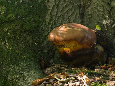Ganoderma lucidum / Gesteelde lakzwam / Lingzhi mushroom