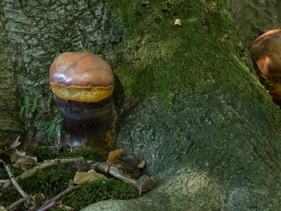 Ganoderma lucidum / Gesteelde lakzwam / Lingzhi mushroom
