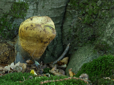 Ganoderma lucidum / Gesteelde lakzwam / Lingzhi mushroom