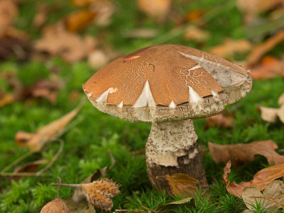 Leccinum quercinum / Eikenboleet / Oak Bolete