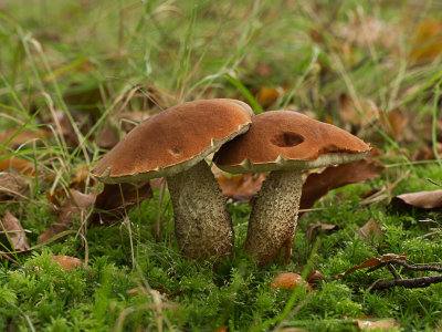 Leccinum quercinum / Eikenboleet / Oak Bolete