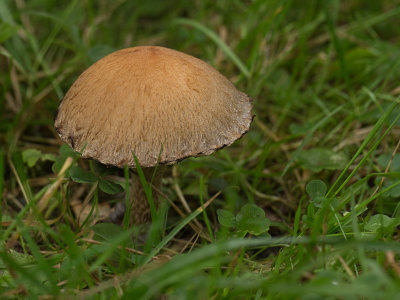 g9/62/962762/3/152739722.IxyFxtPE.jpg