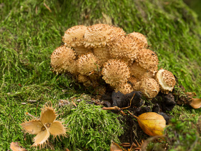 Pholiota squarrosa / Schubbige bundelzwam / Shaggy Scalycap