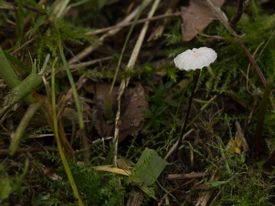 Marasmius rotula / Wieltje / Pinwheel Mushroom