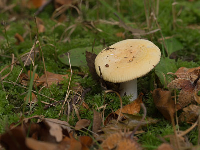 Russula fellea / Beukenrussula / Geranium Brittlegill