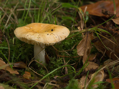 Russula fellea / Beukenrussula / Geranium Brittlegill