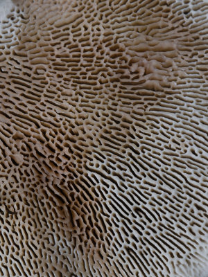 Daedaleopsis confragosa / Roodporiehoutzwam / Thin-walled maze polypore