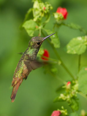 Buff-bellied Hummingbird / Yucatnamazilia / Amazilia yucatanensis