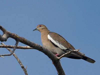 White-winged Dove / Witvleugeltreurduif / Zenaida asiatica 