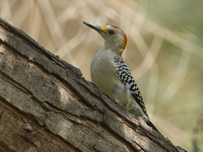 Golden-fronted Woodpecker / Goudvoorhoofdspecht / Melanerpes aurifrons 