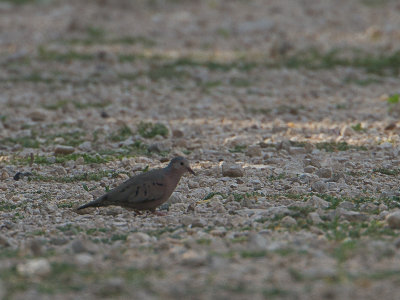 Common Ground-Dove / Musduif / Columbina passerina 
