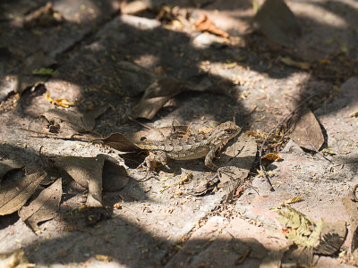 Texas spiny lizard / Sceloporus olivaceus