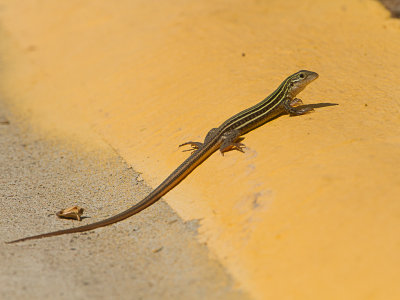 Texas spotted Whiptail / Cnemidophorus gularis