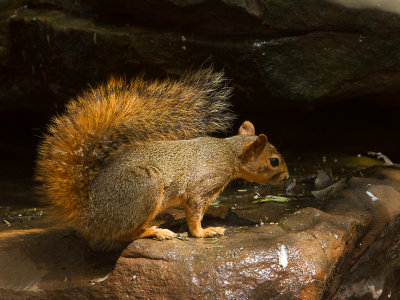 Zwarte Eekhoorn / Eastern Fox Squirrel / Sciurus niger 