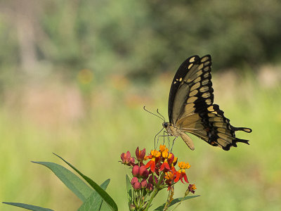 Giant Swallowtail / Papilio cresphontes