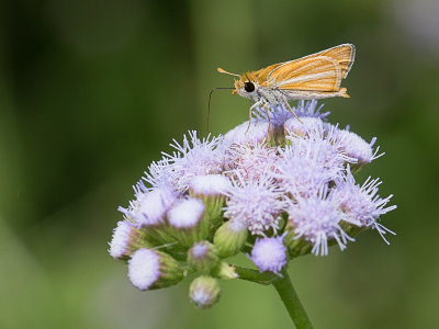 Southern Skipperling / Copaeodes minima