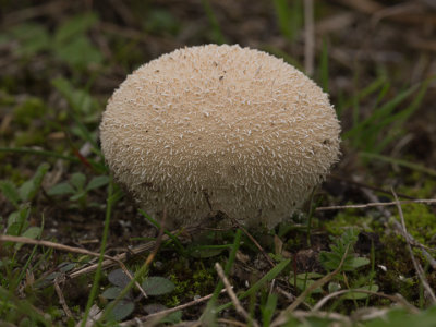 Vascellum pratense / Afgeplatte stuifzwam /  / Meadow Puffball