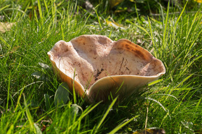 Lactarius controversus / Populiermelkzwam