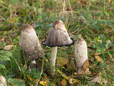 Coprinus comatus / Geschubde inktzwam / Shaggy Ink Cap