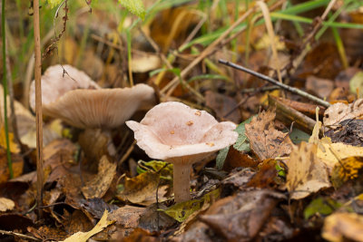 Lactarius vietus / Roodgrijze melkzwam / Grey Milkcap