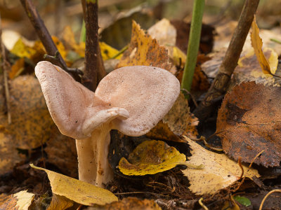 Lactarius vietus / Roodgrijze melkzwam / Grey Milkcap