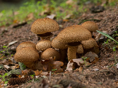 Pholiota squarrosa / Schubbige bundelzwam / Shaggy Scalycap