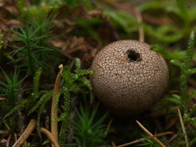 Lycoperdon perlatum / Parelstuifzwam / Common Puffball