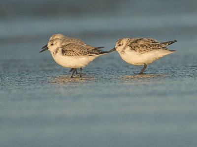 Drieteenstrandloper / Sanderling / Calidris alba 