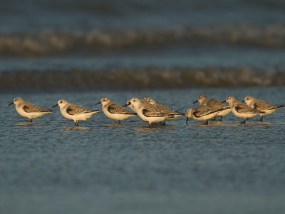 Drieteenstrandloper / Sanderling / Calidris alba 